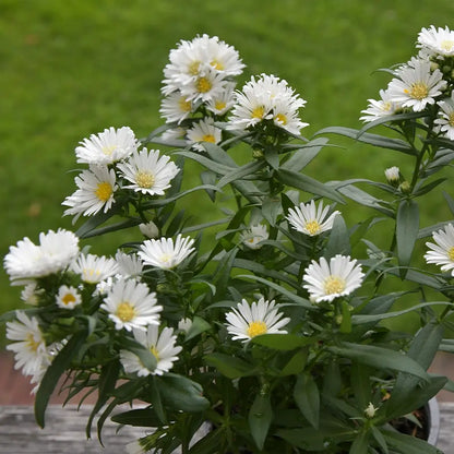 Weiße Astern Blüten im Garten