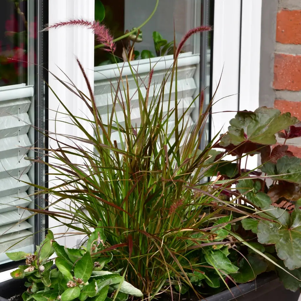 Rotes Pennisetum Gras in einer Balkonkastenbepflanzung