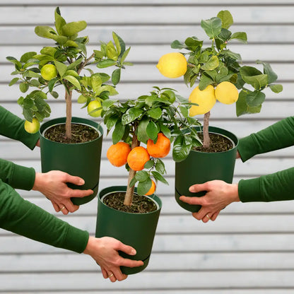 3er Box Zitronenbaum Mix