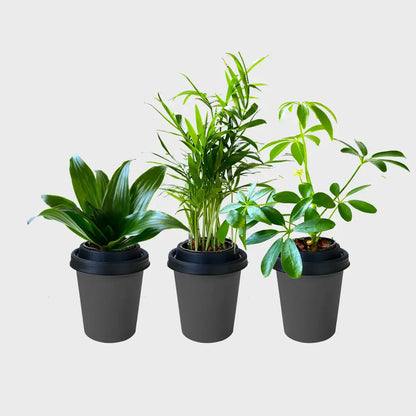3er Set ggreeno®