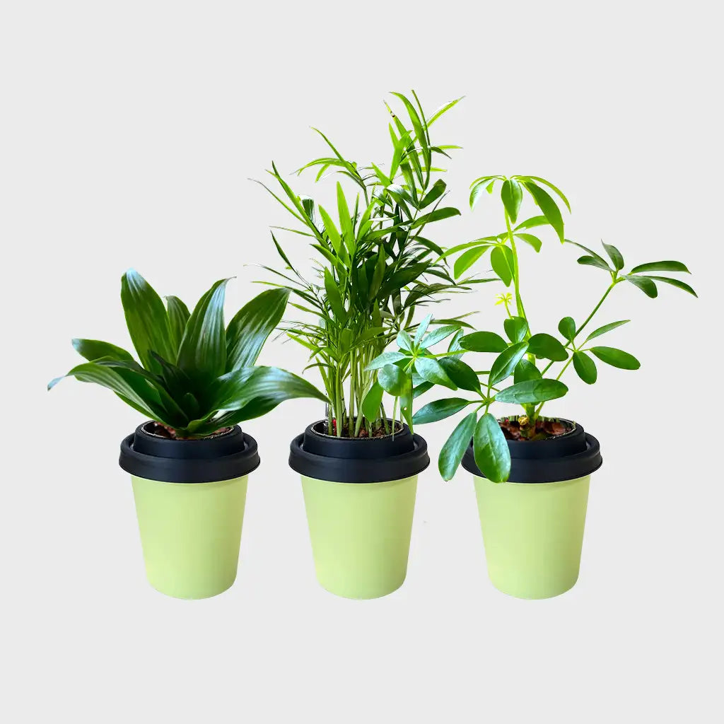 3er Set ggreeno®
