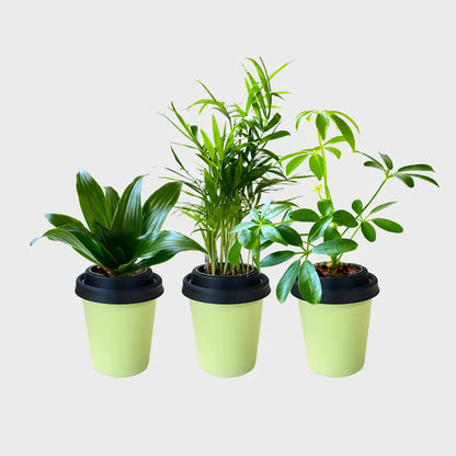 3er Set ggreeno®