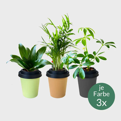 3er Set ggreeno®
