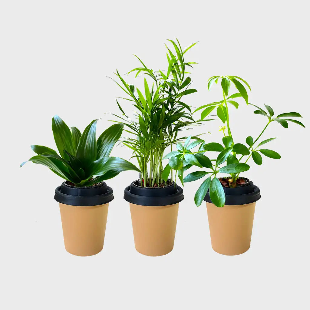 3er Set ggreeno®