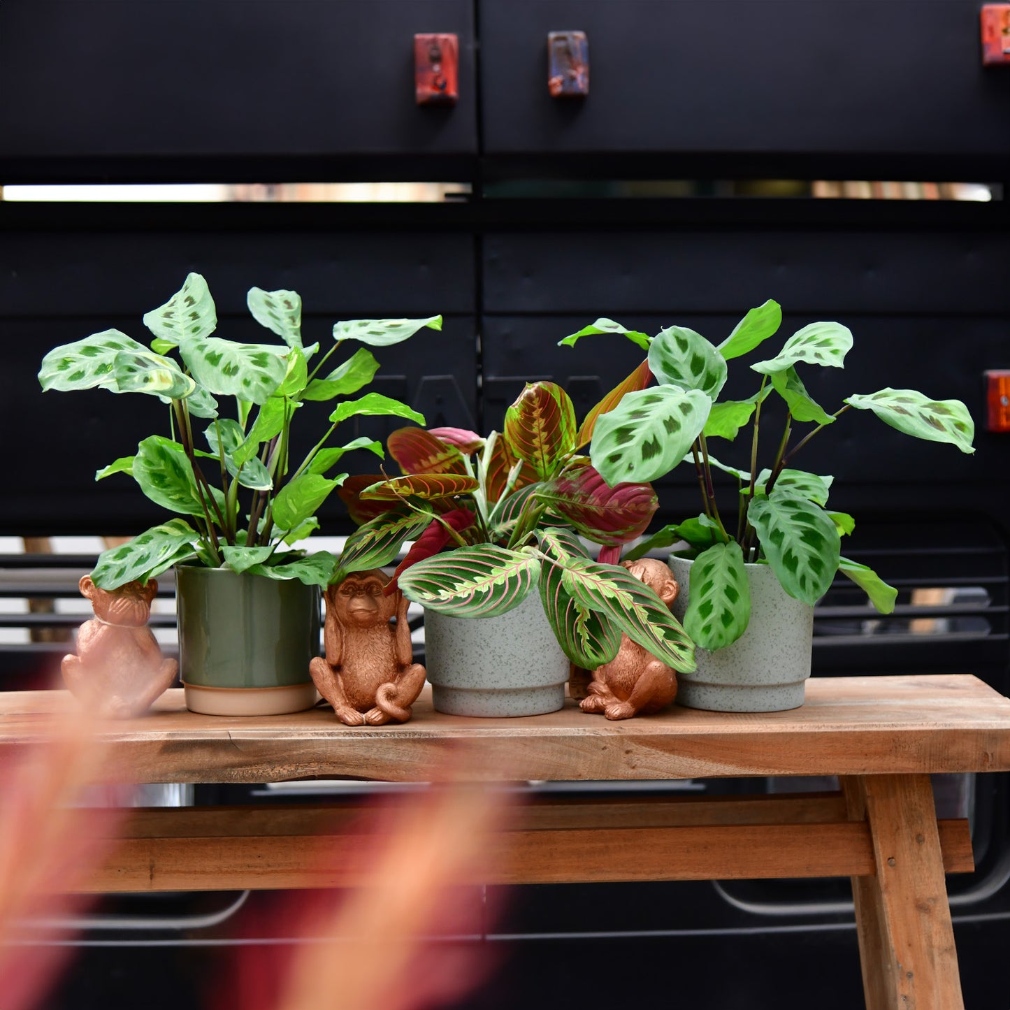 3er Box Marvelous Maranta´s