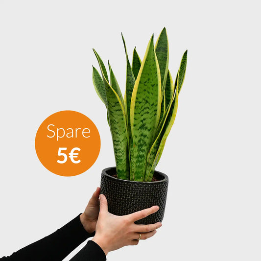 SPECIAL OFFER Schwiegermutterzunge No.14