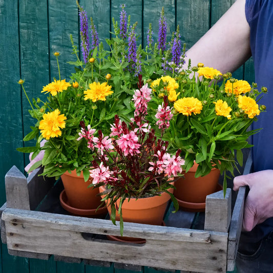 4 frische bienenfreundliche Pflanzen direkt vom Gärtner kaufen und liefern lassen