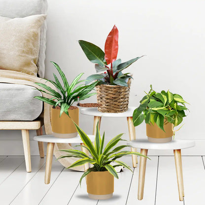 4er Box Hydro Colour Trends