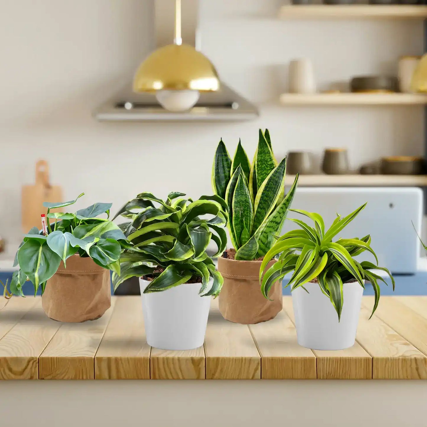 4er Box Hydro Lemon Drop