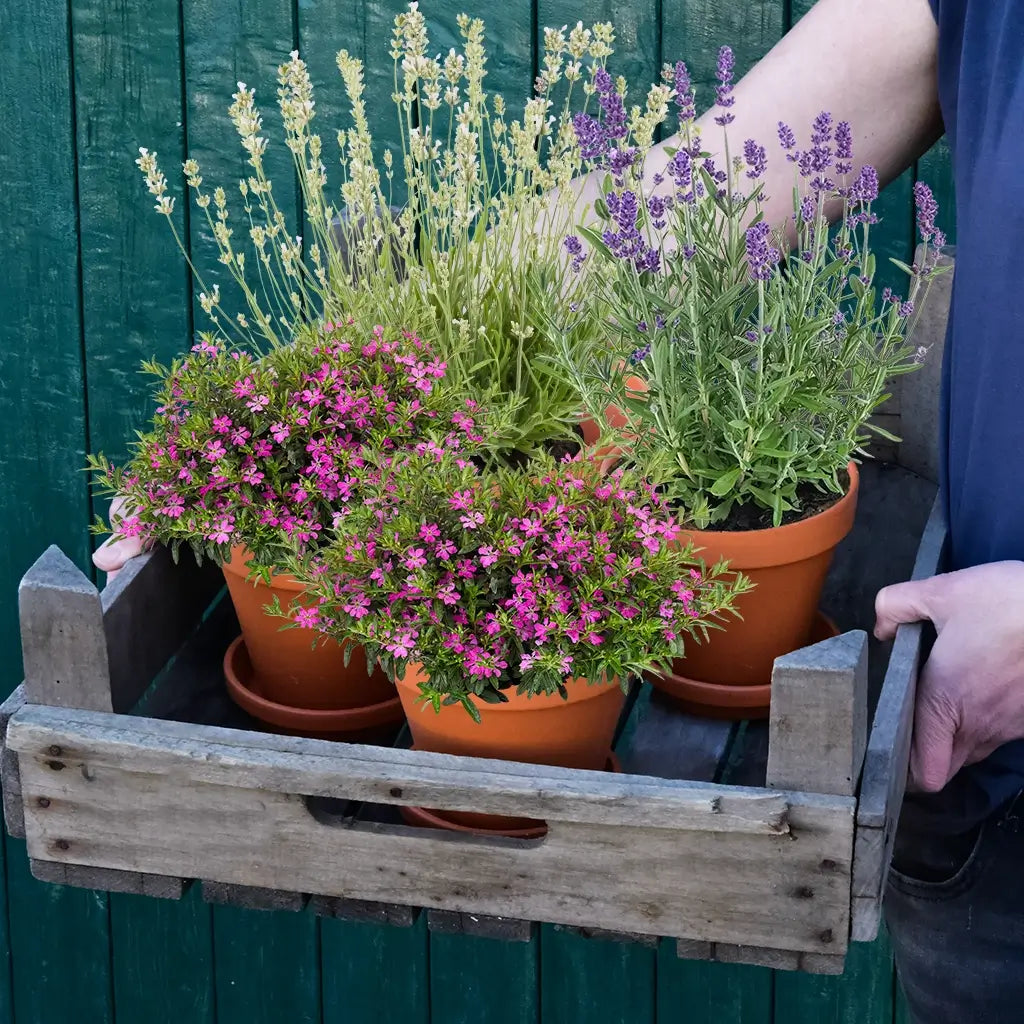 4 frische Pflanzen, die BIenen lieben direkt vom Gärtner kaufen