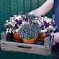 Balkonkasten Set Marine Sommerblumen Look