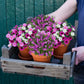 Balkonkasten Set Rosa Sommerblumen Traum