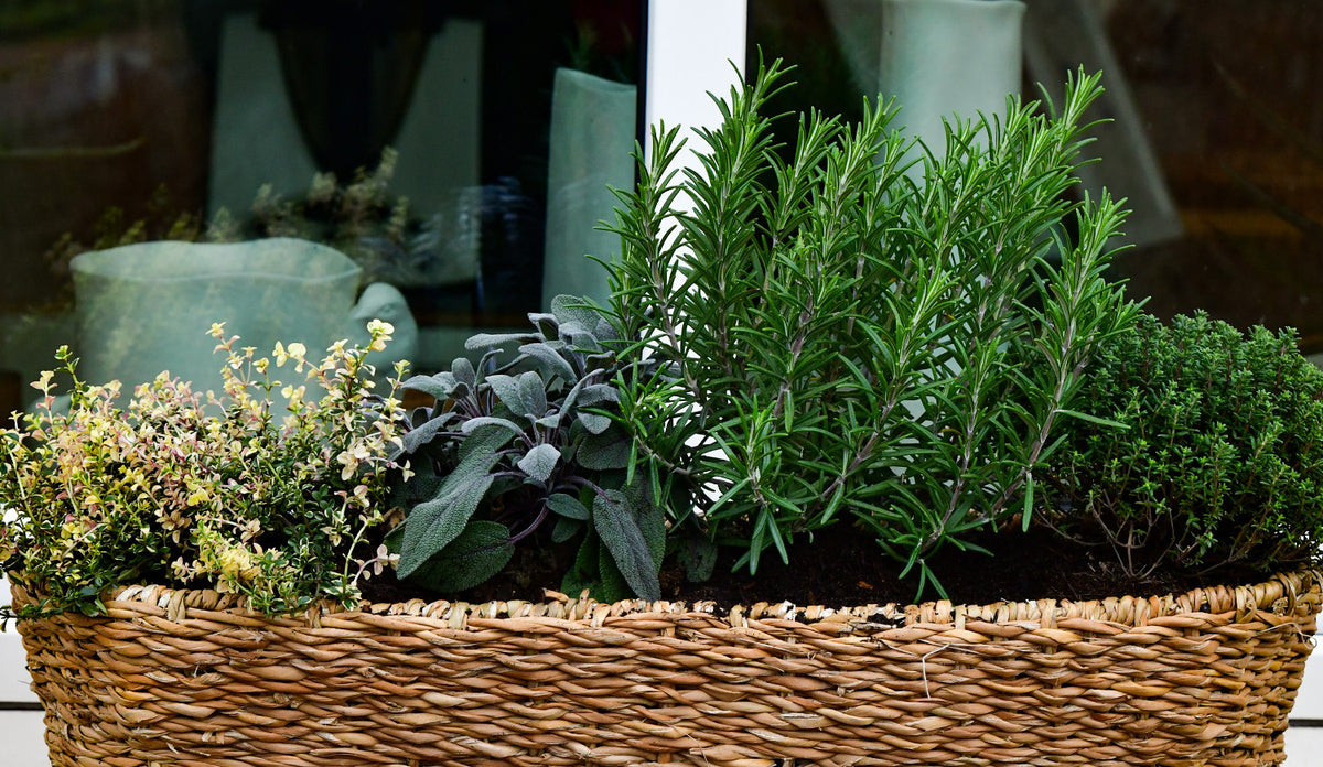 Kräuter für deinen Balkon – Green Me Up