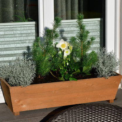 Balkonkasten mit Helleborus, Calocephalus und kleinen Kiefern für die Fensterbank