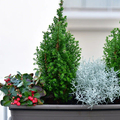 Tisch-Weihnachtsbäume kaufen – Green Me Up