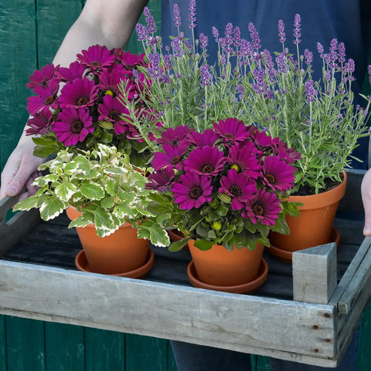 Ungiftige Balkonpflanzen für Katzen kaufen Green Me Up