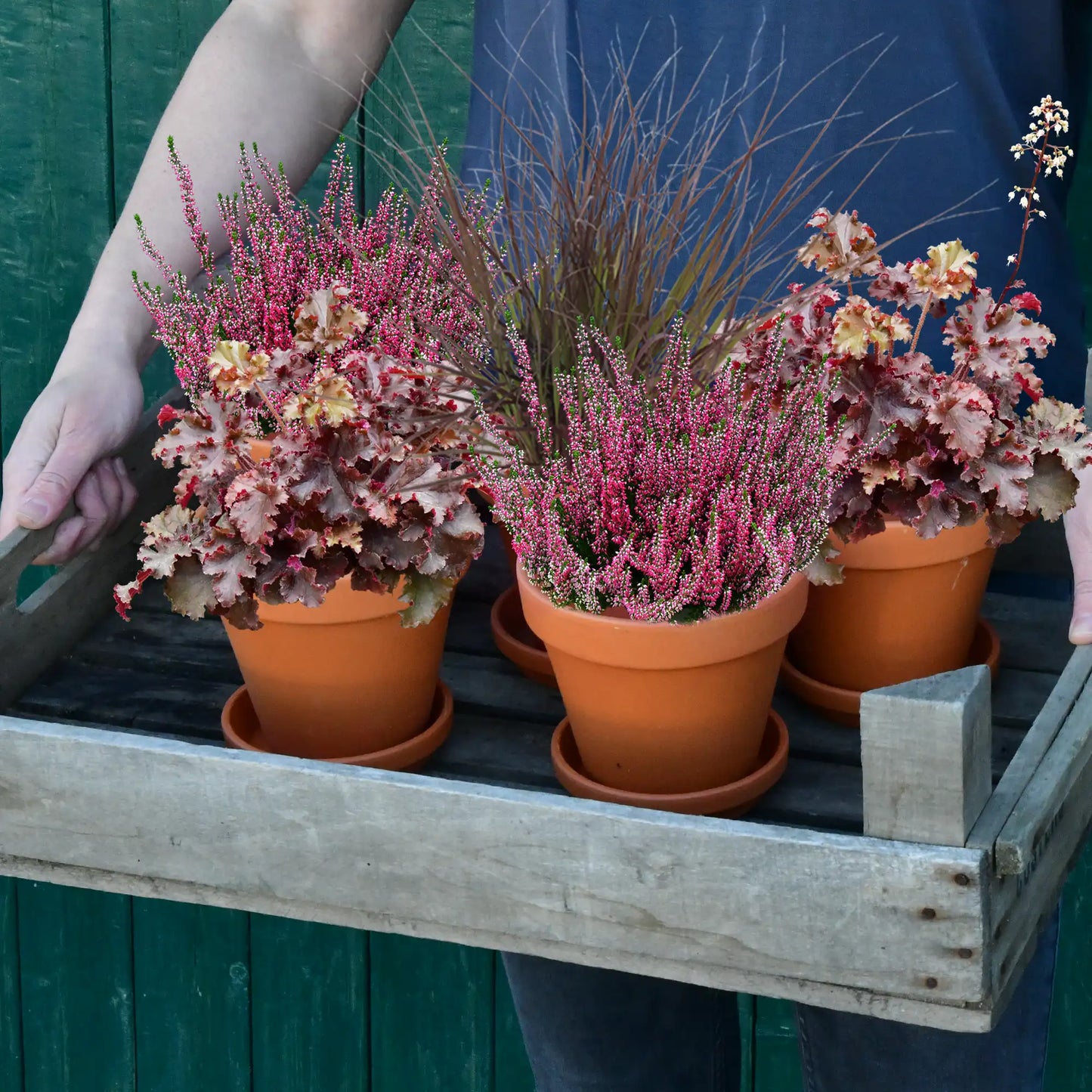 5er Box Rote Herbstpflanzen