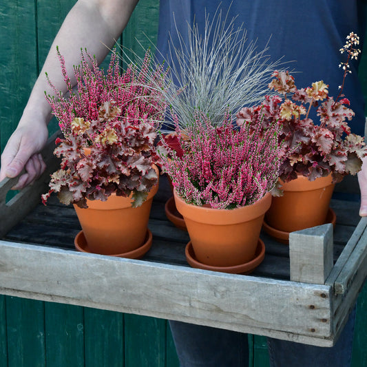 5er Box Rote Herbstpflanzen