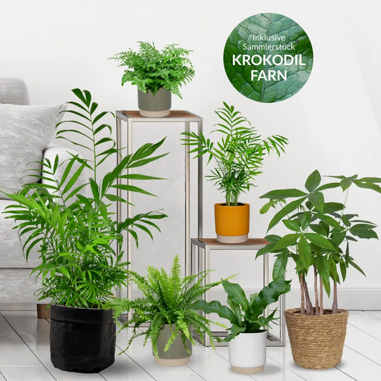 Sechs ungiftige Zimmerpflanzen für Zuhause