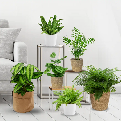 6er Box Tierfreunde für wenig Licht