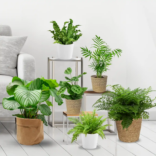 6er Box Tierfreunde für wenig Licht