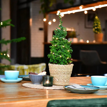 6er Box Tisch-Weihnachtsbäume