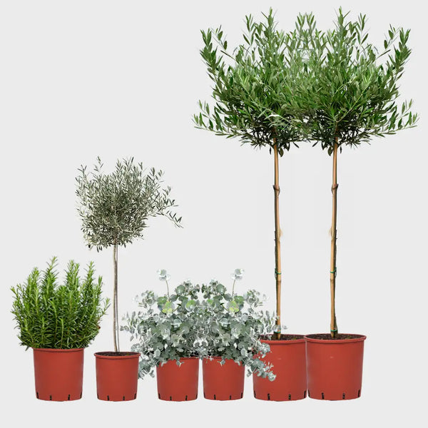 XXL Olivenbaum Set kaufen – Green Me Up