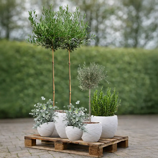 Palettenset 6er Olivenbaum Mix XL in Dayton