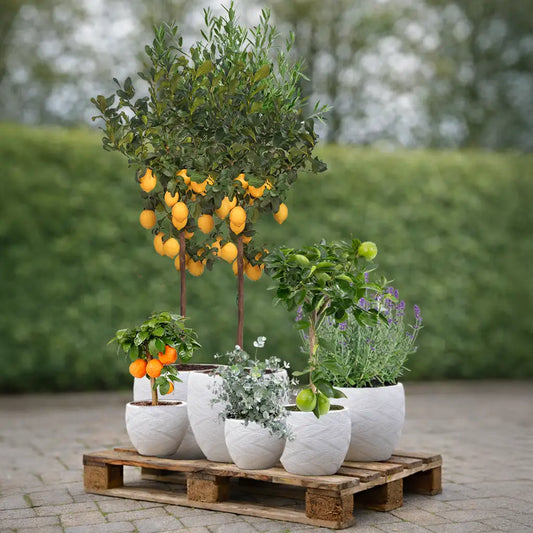 Palettenset 6er Zitronenbaum Mix XL in Dayton