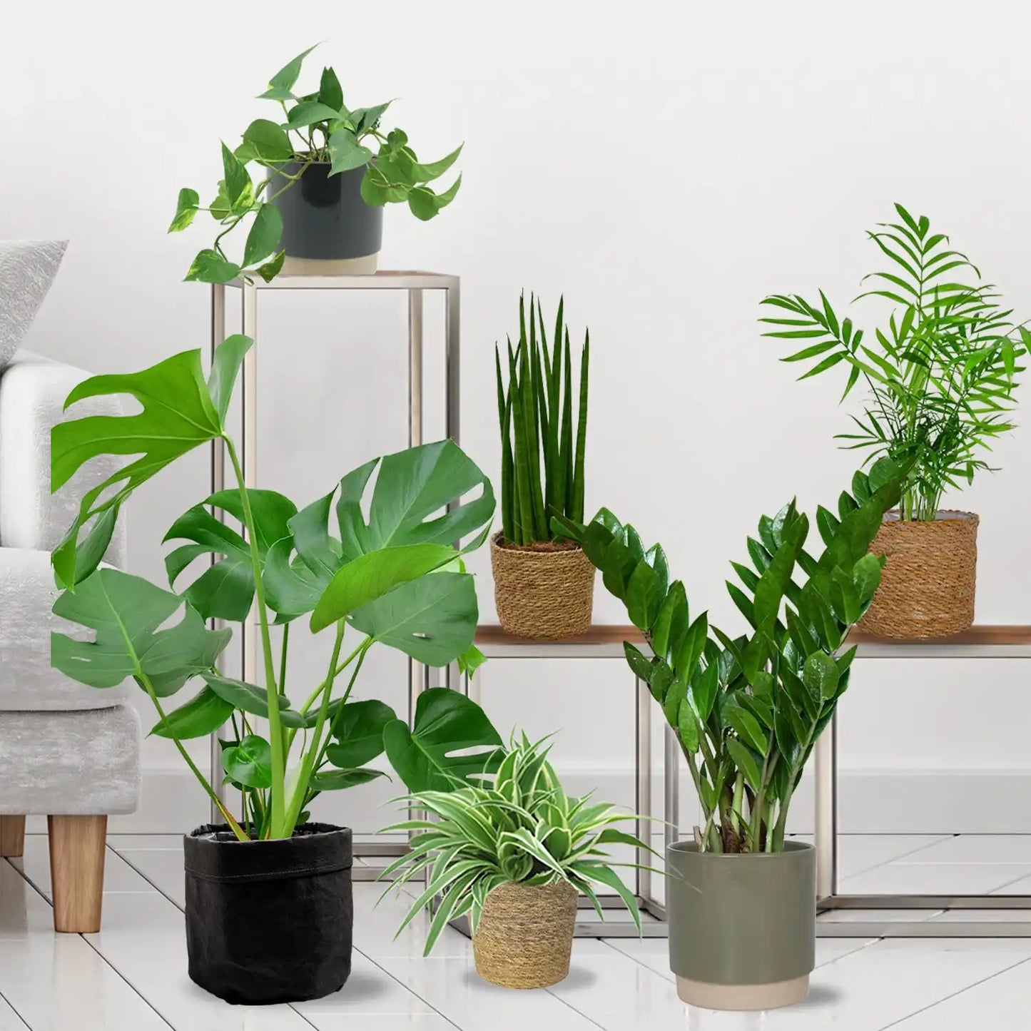 Pflanzen Box mit 6 Einsteigerpflanzen für die Erstausstattung: Efeutute, Bergpalme, Bogenhanf, Grünlilie, Monstera und Glücksfeder