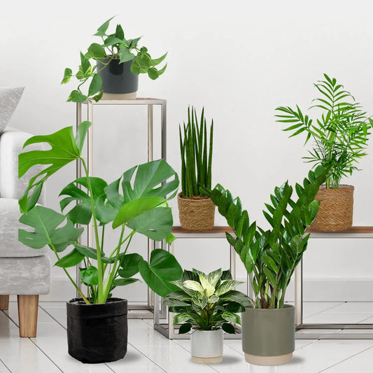 Grüne Erstausstattung mit 6 pflegeleichten Pflanzen frisch vom Gärtner bestellen