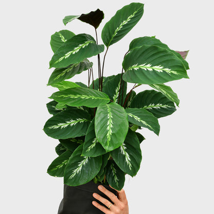 Calathea Maui Queen