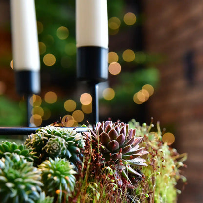 Adventskranz aus Moos und Sukkulenten Ø 35cm