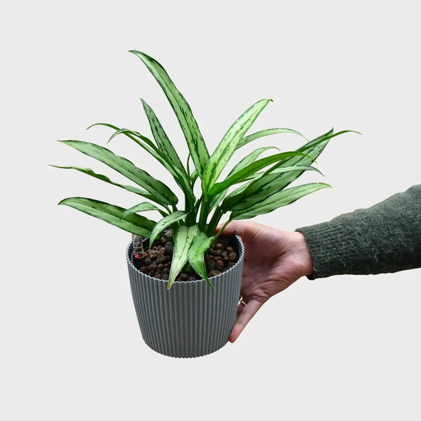 Hydro Kolbenfaden Cuttles