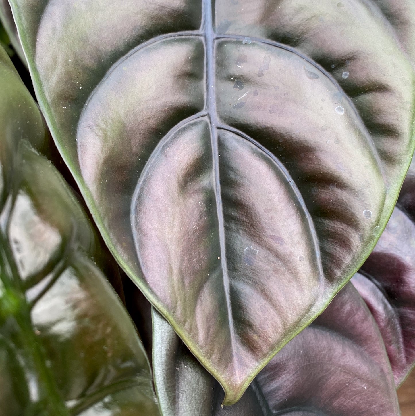 Sammlerstück Alocasia Red Secret