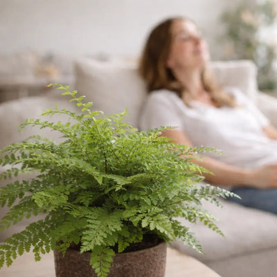 luftreinigende Zimmerpflanze zum Beispiel der pflegeleichte Anfängerfarn