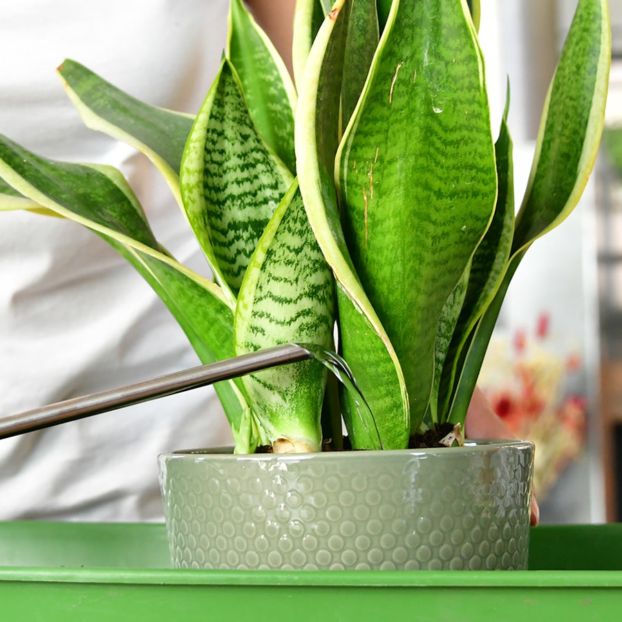 Pflanzen richtig umtopfen – Green Me Up