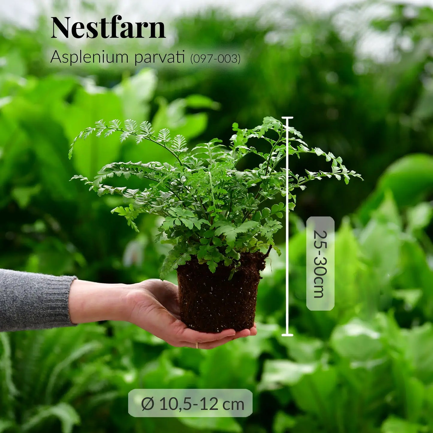 GREEN WEEK 4er Box tierfreundliche Pflanzen