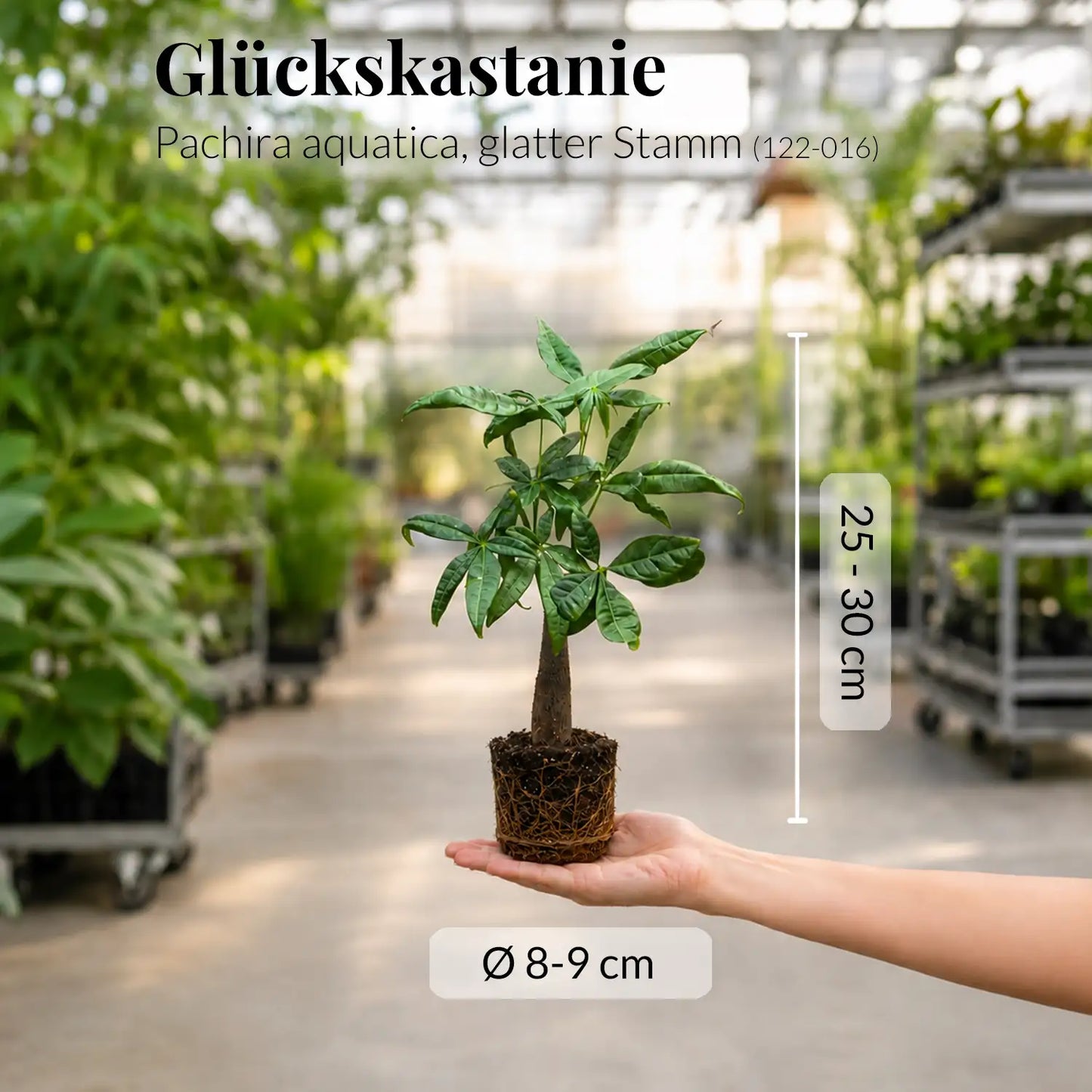 Babypflanze Glückskastanie