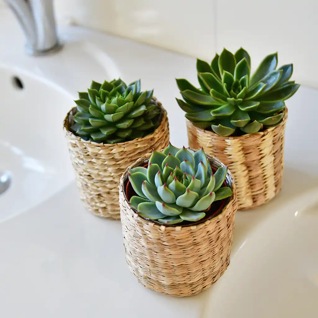 Babypflanze Trio Badezimmer Rosetten Sukkulenten