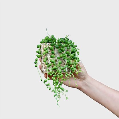 Babypflanze Erbsenpflanze