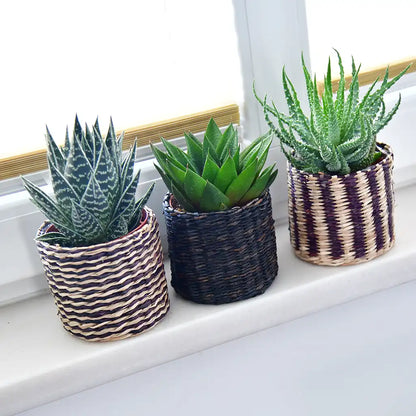 Babypflanze Trio Badezimmer Aloevera