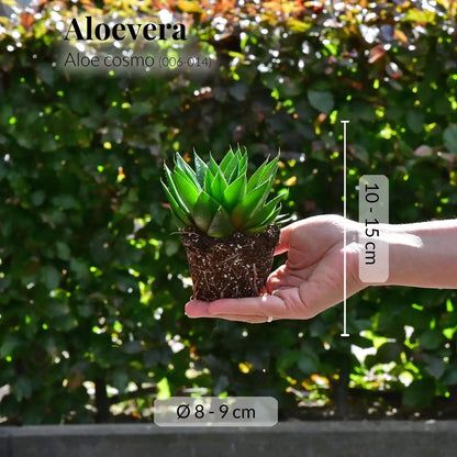 Babypflanze Aloe Cosmo