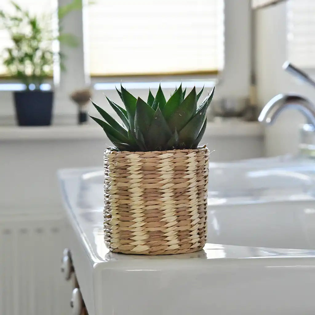 Babypflanze Aloe Cosmo