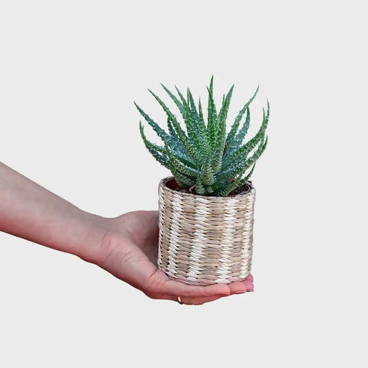 Babypflanze Aloe Humilis