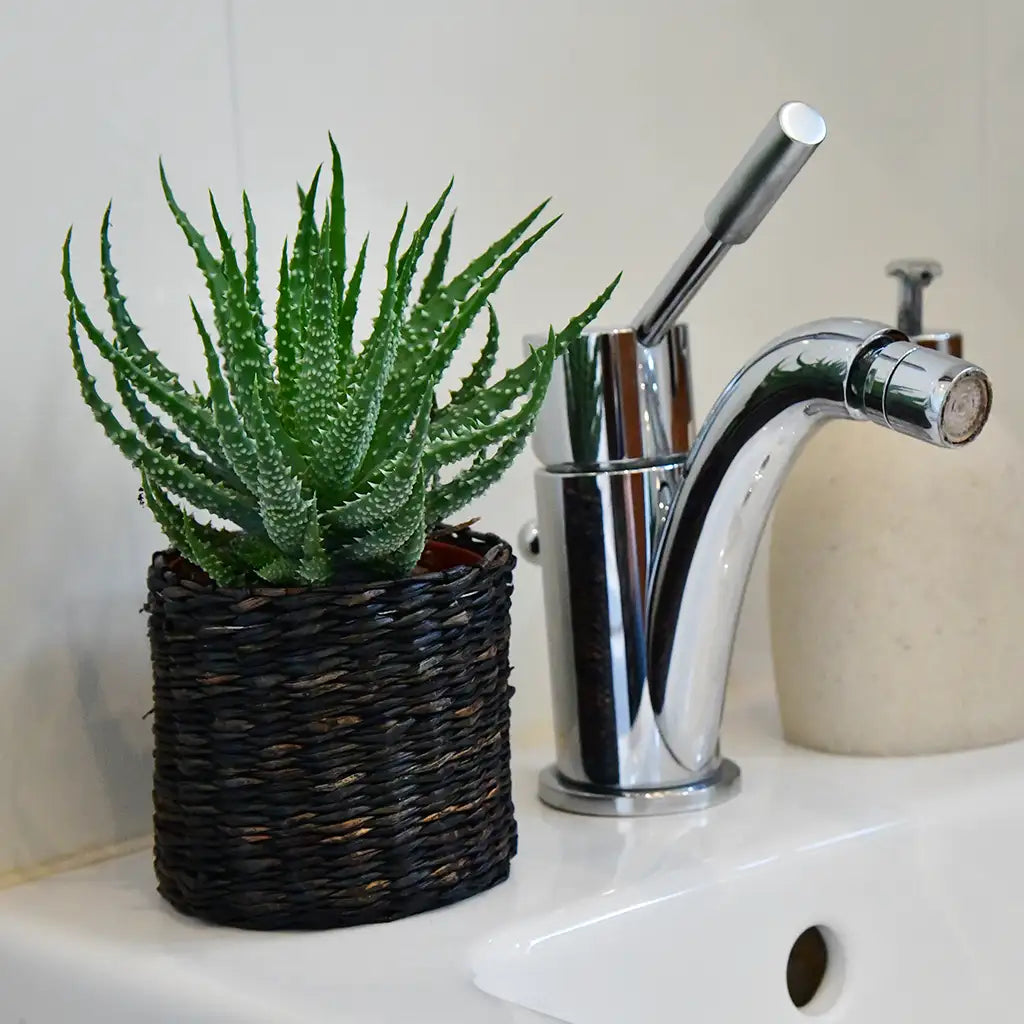Babypflanze Aloe Humilis