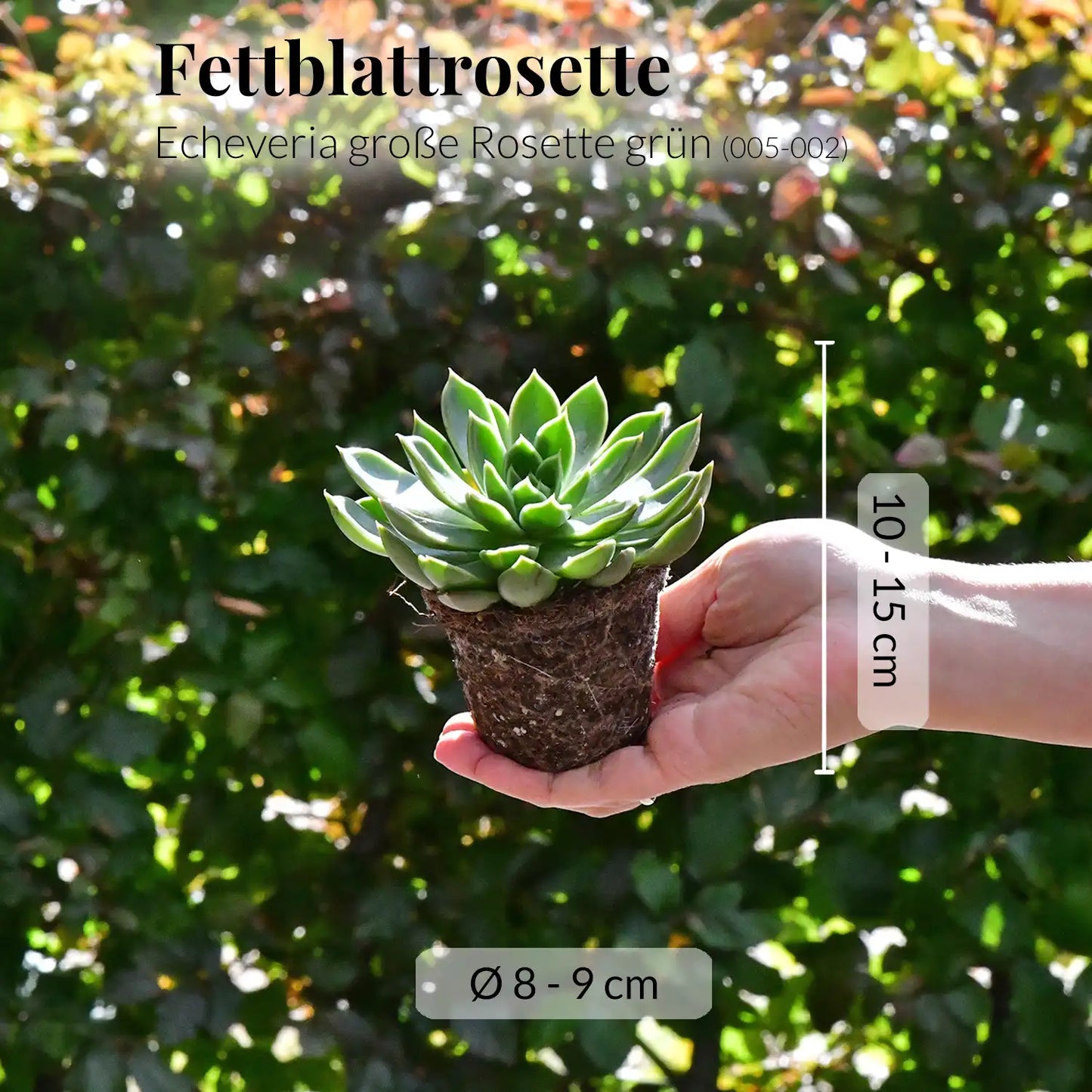 Babypflanze Sukkulente Große Grüne Rosette