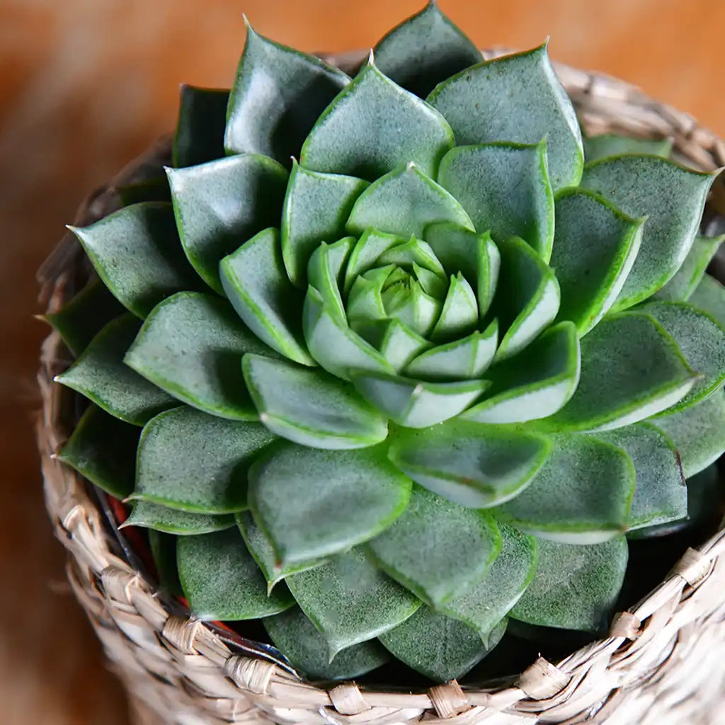 Babypflanze Sukkulente Kleine Grüne Rosette