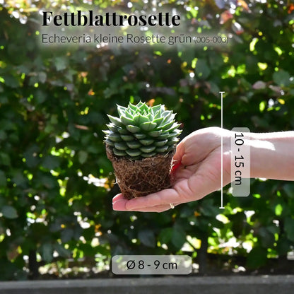 Babypflanze Sukkulente Kleine Grüne Rosette