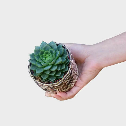 Babypflanze Sukkulente Kleine Grüne Rosette